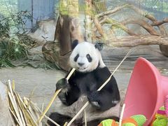 -海南热带野生动植物园