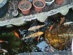 -上海大自然野生昆虫馆(东方明珠·爬宠昆虫探索中心)