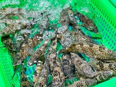 -都斛海鲜街