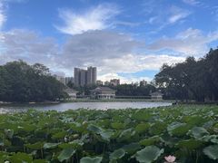 -荔湾湖公园