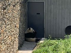 -大龙燚火锅(春熙店)