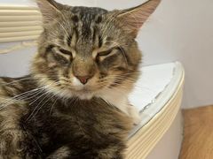 -COLOR PETS 撸猫馆·购猫·猫咖(长风大悦城店)