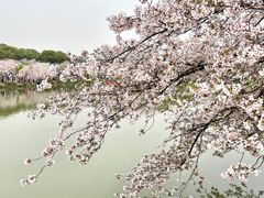 -东湖磨山景区