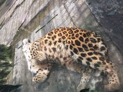 -贵州森林野生动物园