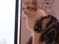 -有喵·猫咖·狗咖·30几只猫10只小狗(岗厦店)