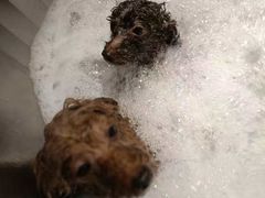 -PETKIT小佩宠物·低压洗护(国顺东路店)