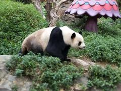 -广州长隆野生动物世界