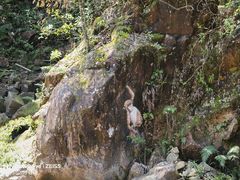 -九龙江国家森林公园