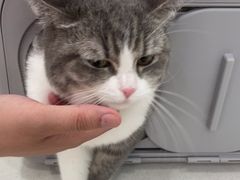 -佳雯宠物医院(四明中路分院)