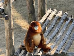 -西霞口神雕山野生动物世界