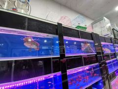 -南汇花鸟市场(上海浦东新花卉店)