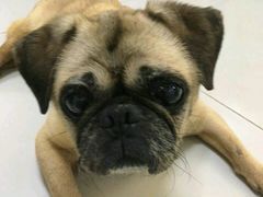 -惠康宠物医院(华能路店)