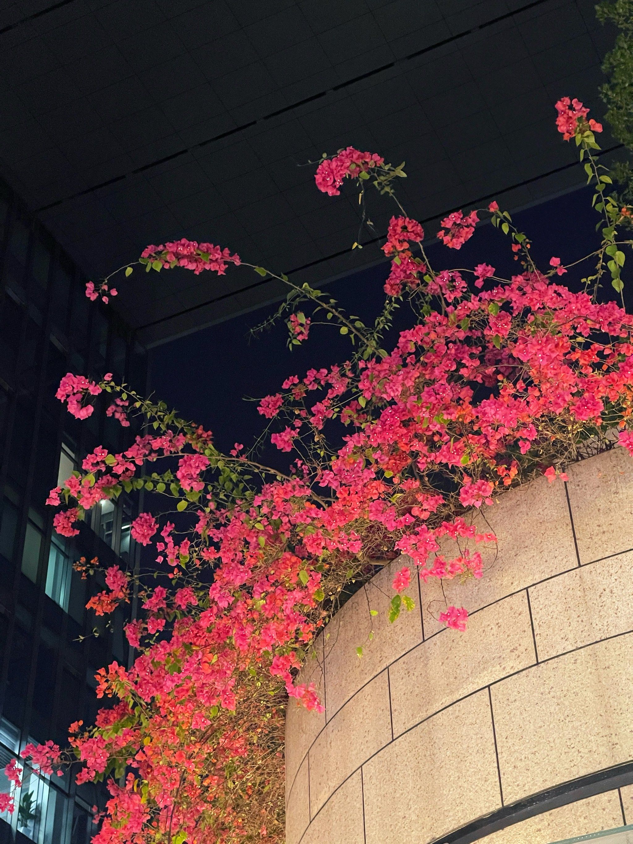 春色满园关不住
一枝红杏出墙来
