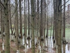 -桤木河湿地公园