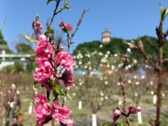 -广州莲花山旅游区