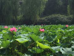 -四川大学(望江校区)