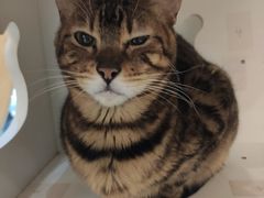 -猫域·湾主题猫咖·宠物吧(南坪城市广场店)