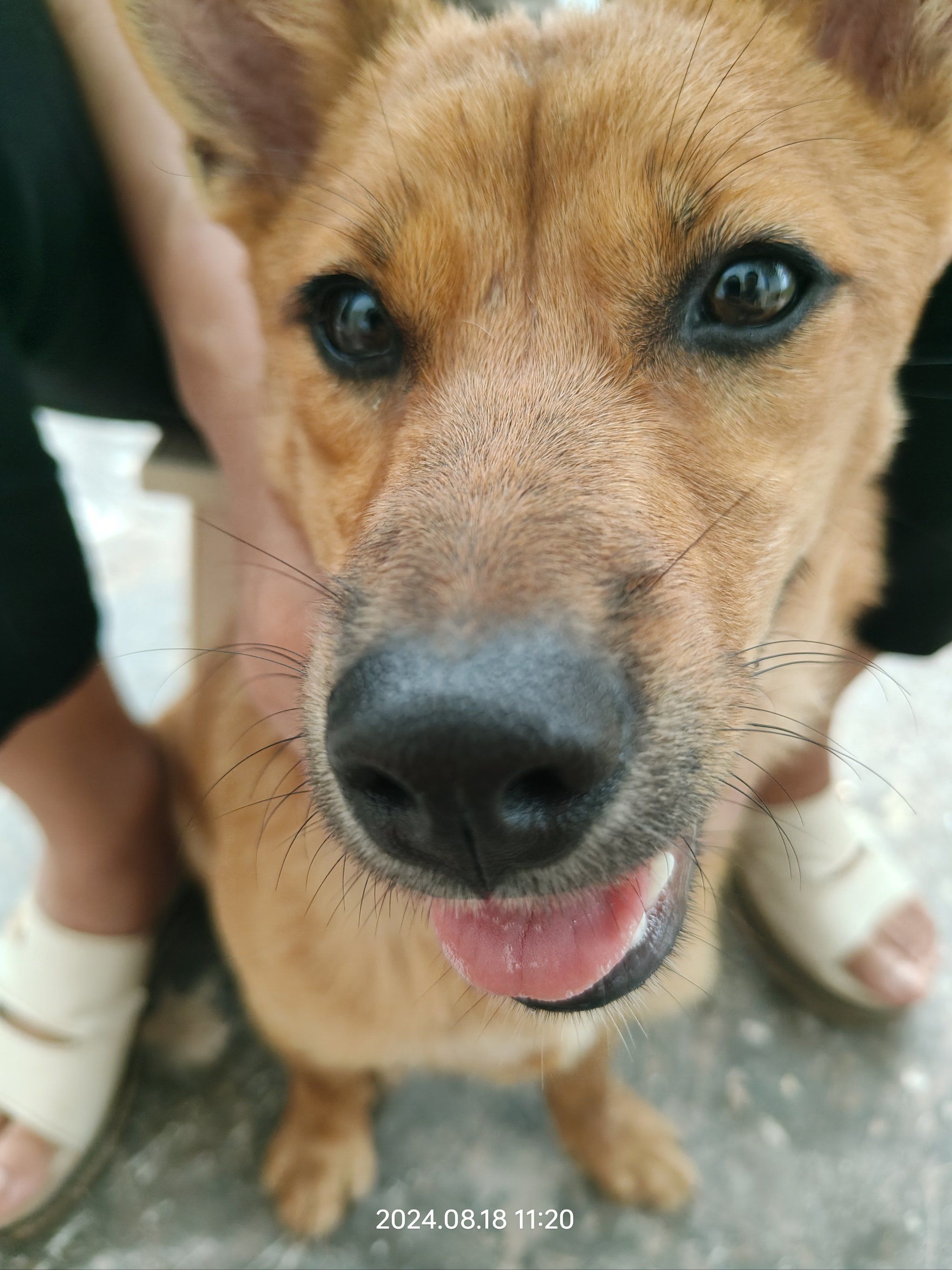 田园犬