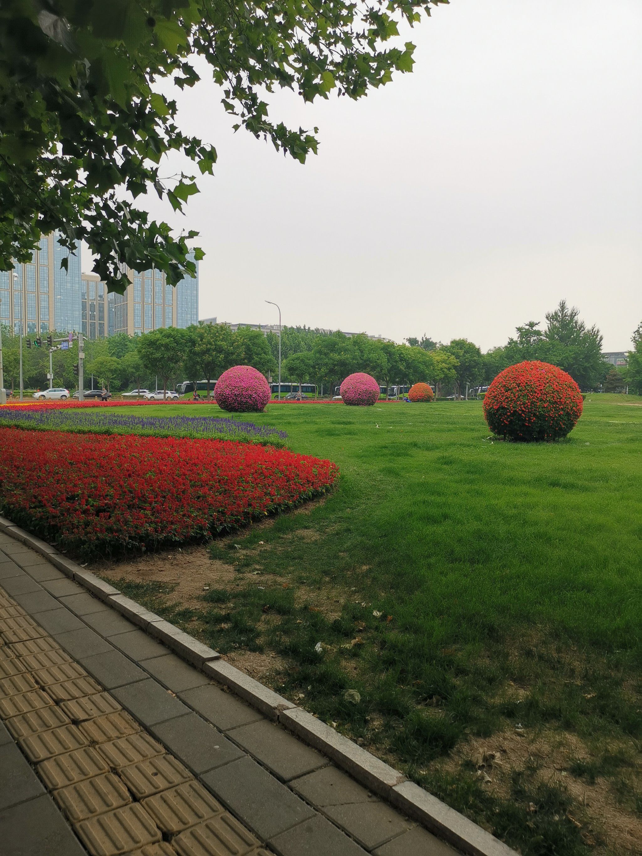夏天的味道 草坪上美丽的花球