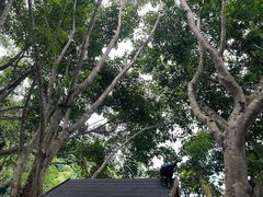 -西双版纳原始森林公园
