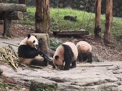 -都江堰中华大熊猫苑