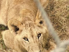 -西霞口神雕山野生动物世界