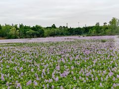 -白鹭湾湿地公园