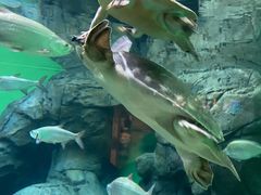 -上海海洋水族馆