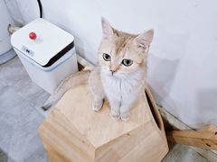 -楼上猫咖(罗湖店)