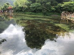 -靖西鹅泉风景区