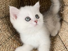 -喵zoo家庭繁育猫舍(尖东智能花园店)