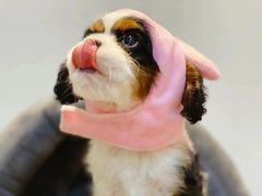 -萌宠之家·腊肠犬·马尔泰·小体犬舍