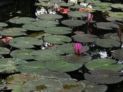 -深圳国际园林花卉博览园