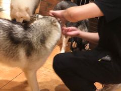 -more than meow吴止猫主题餐厅(承德 中船汇店)