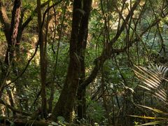 -怀托摩萤火虫洞