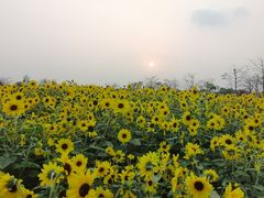 -海心沙亚运公园