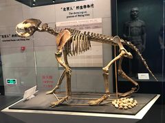 -北京周口店北京人遗址博物馆