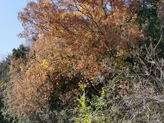 -北京西山国家森林公园