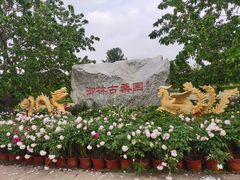 -御林古桑园