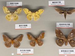-四川大学博物馆