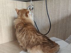 -北京观赏动物医院·24小时大型综合·猫专科·异宠专科