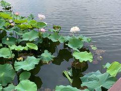 -荷塘月色湿地公园·向阳花洲