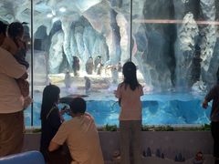 -帝企鹅自助餐厅•儿童岛•真企鹅(长隆企鹅酒店)