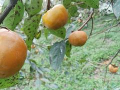 -武汉世外桃源农庄