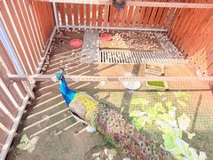 -廊坊固安福朋喜来登酒店