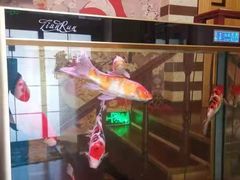 -ひみ冰见日本料理(旅顺九三路店)