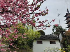 -秋霞圃
