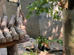 -都江堰中华大熊猫苑