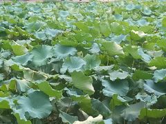 -韶山毛泽东同志故居