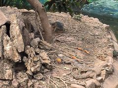 -野象谷景区